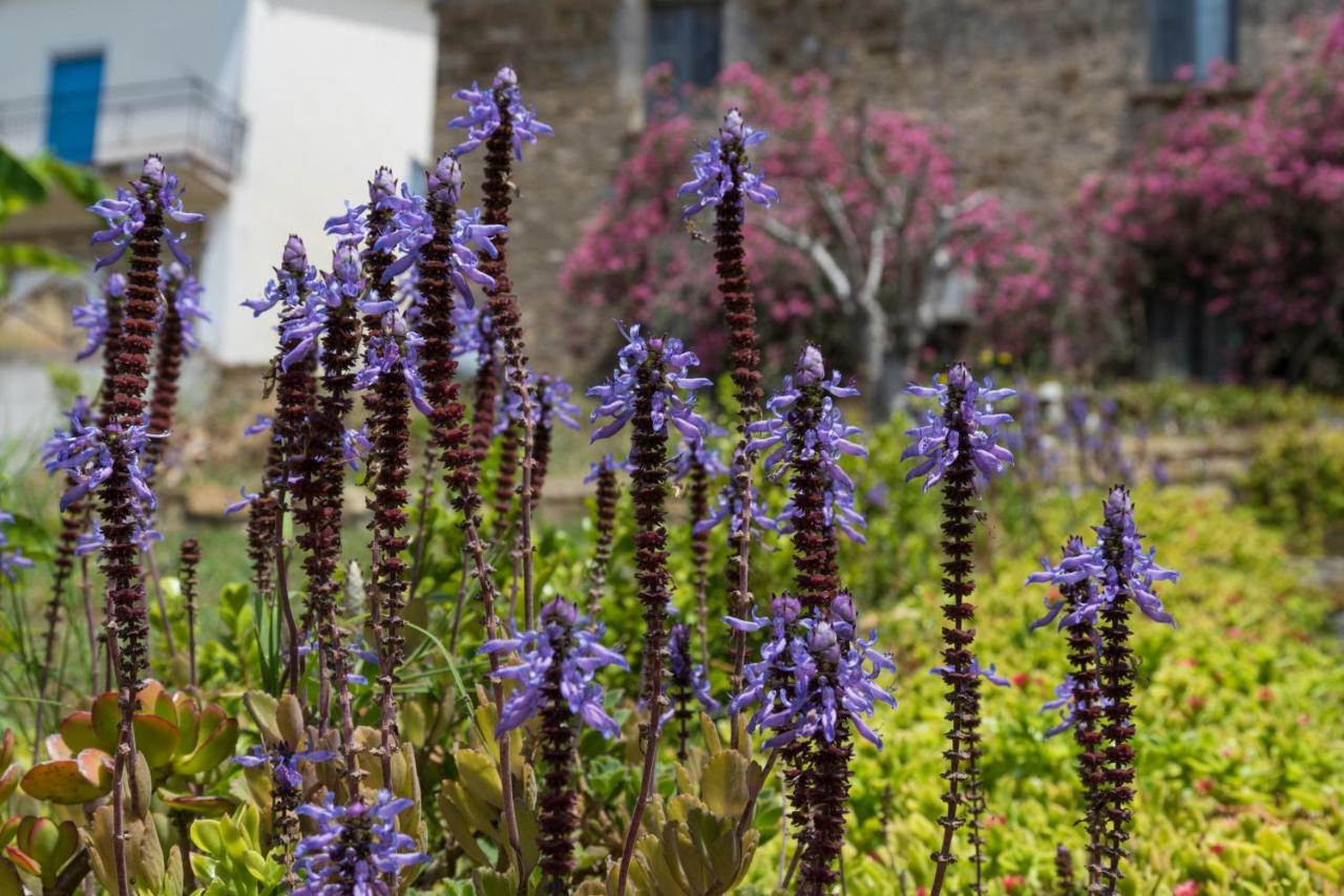 Bed and Breakfast Il Brillocco Castellabate Exterior foto